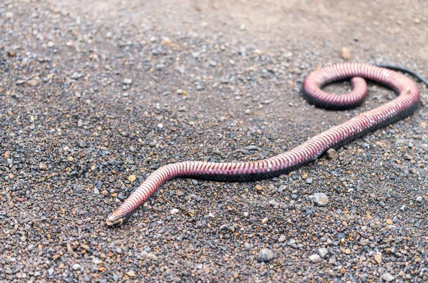 Cobra perigosa morta na estrada — Fotografia de Stock