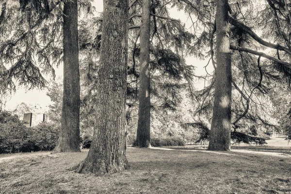Bomen van Parco Sempione in Milaan, Italië — Stockfoto