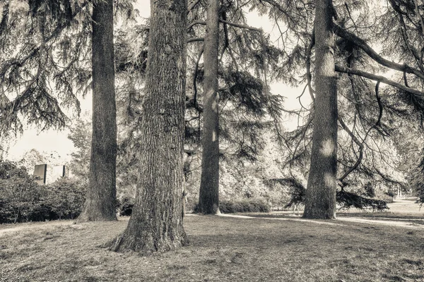 Trees of Parco Sempione in Milan, Italy — Stock Photo, Image