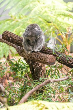Koala rahatlatıcı Park, Avustralya