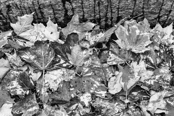 Foglie d'autunno in bianco e nero — Foto Stock