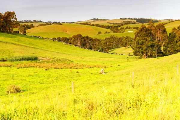 南ビクトリア、オーストラリアの田舎 — ストック写真