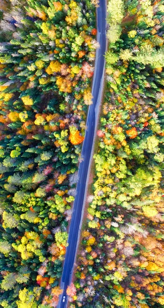 ニュー イングランドの紅葉の木 — ストック写真