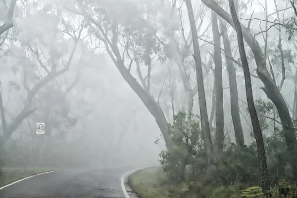 Bäume umgeben von Nebel - blaue Berge, Australien — Stockfoto