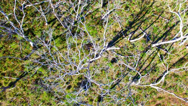 Cape Otway Parku Narodowego nagie drzewa w Australii — Zdjęcie stockowe