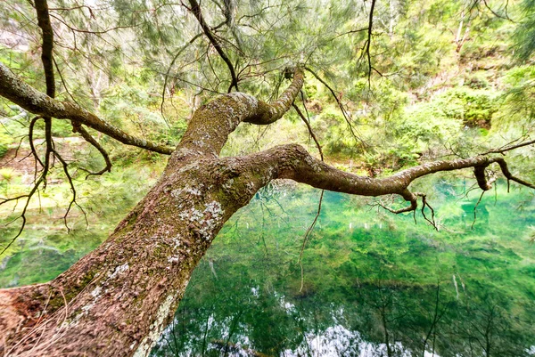 Bei rami d'albero sopra l'acqua del lago — Foto Stock