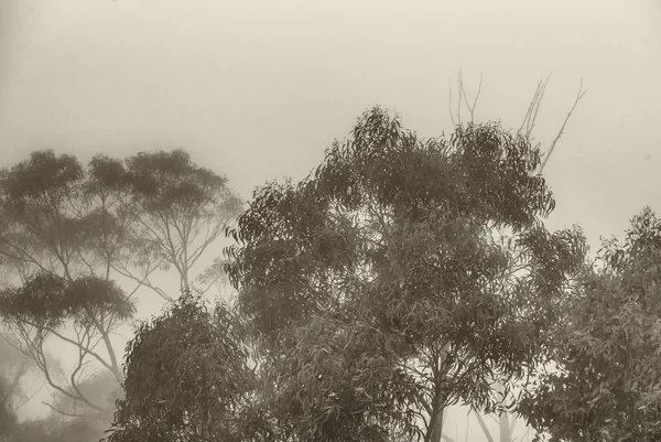 Alberi di montagna nella nebbia — Foto Stock