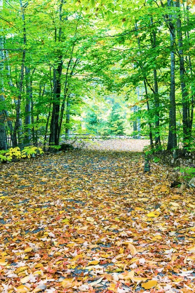 秋天的风景。叶子和树的背景，红树叶 — 图库照片