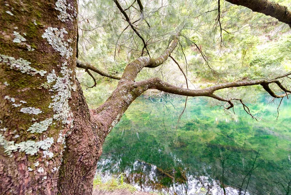 树的澳大利亚蓝山 — 图库照片