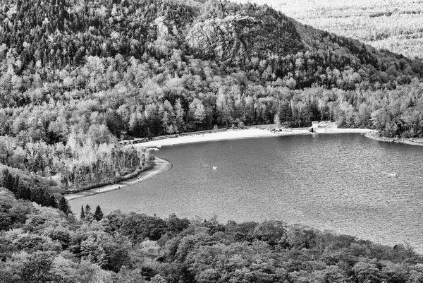 Black and white landscape of autumnal foliage — Stock Photo, Image