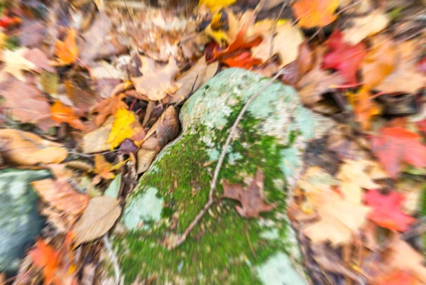 Paysage automnal. Feuilles et arbres fond, feuillage rouge — Photo