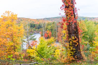 New England yeşillik, ABD