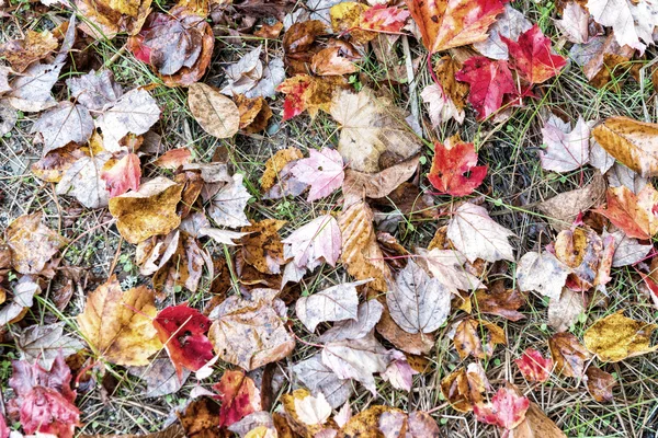 新英格兰的树叶颜色 — 图库照片