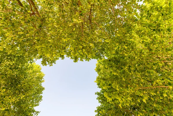 蓝蓝的天空，绿色树叶陷害 — 图库照片