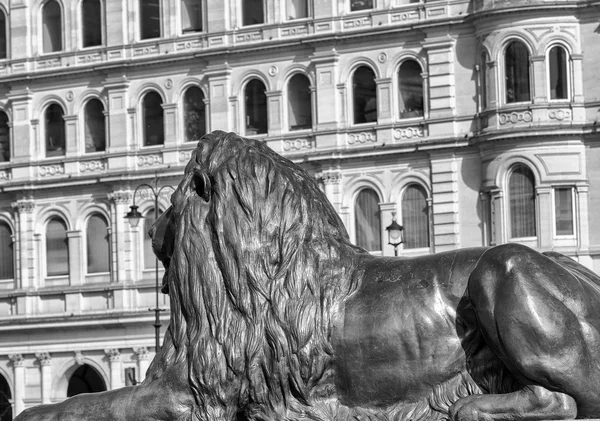 Lion standbeeld van Trafalgar Square, Londen — Stockfoto