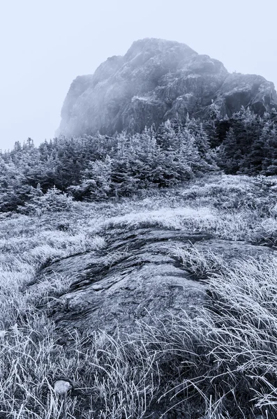 Mount Mansfield, Vermont. Vegetazione durante il fogliame — Foto Stock