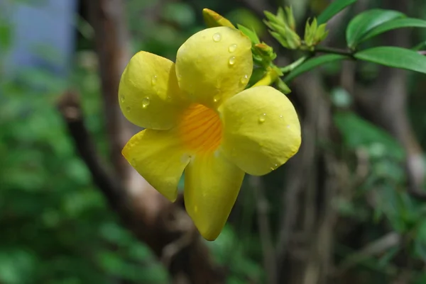 Allamanda Cathartica geel bloem — Stockfoto