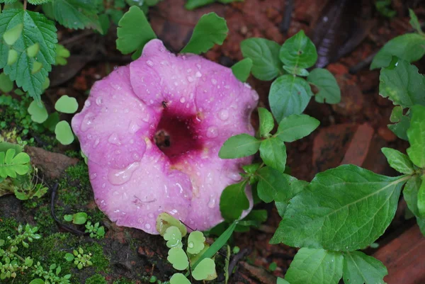 Allamanda blanchetii flor roxa — Fotografia de Stock