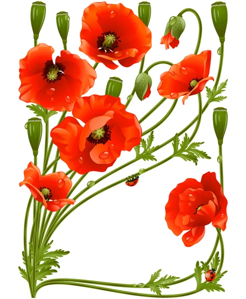 Marco vectorial con amapolas rojas y mariquita — Vector de stock