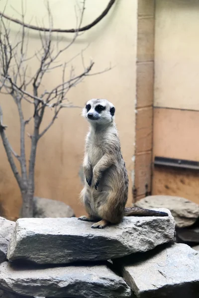 Meerkat de pie — Foto de Stock