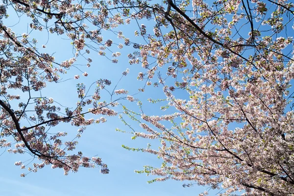 Fiori di ciliegio in fiore — Foto Stock