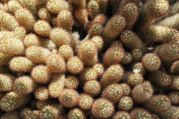 Mini Cactuses — Stock Photo, Image