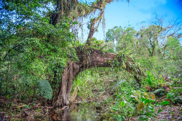 Baum Mit Wurzelbildendem Bogen Über Bach Tropischen Wald — Stockfoto