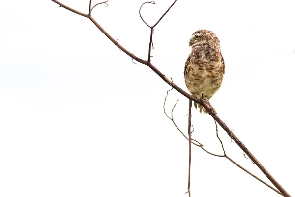 Burrowing Owl Athene Cunicularia Encaramado Rama Del Árbol Mirando Hacia —  Fotos de Stock