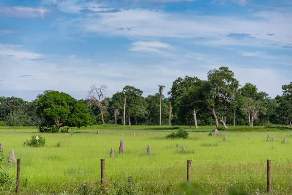 Pastagem Com Térmitas Pantanal Mato Grosso Com Cerca Primeiro Plano — Fotografia de Stock