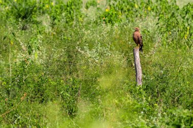 Savanna Hawk etrafı çalılarla çevrili bir telin üzerine tünemişti..