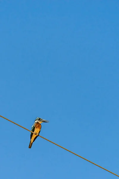 Ringed Kingfisher Perched Electric Power Wire — Stock Photo, Image