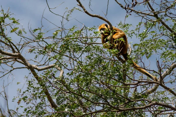 Kakaolu balıkçıl ağaç dalına tünemiş, arka planda mavi gökyüzü olan izleyiciye bakıyor..