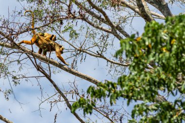 Pantanal uluyan maymun yetişkin dişi (Allouata caraya) ormanda ağaç dalında yürüyor.