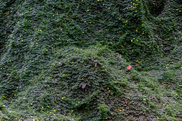 마투그로수 판타날에 나뭇가지 덩굴식물 — 스톡 사진