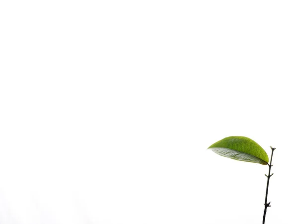 Mała Gałąź Zielonym Liściem Białym Tle — Zdjęcie stockowe