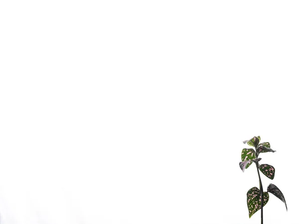 Polka Kropka Roślin Mała Gałąź Liści Różanymi Plamkami Białym Tle — Zdjęcie stockowe