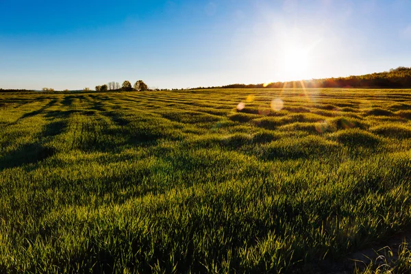 Luční trávy v ranní — Stock fotografie