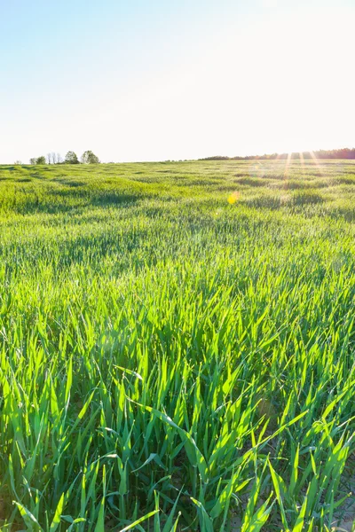 Close up of fresh thick grass with water drops in the early morning