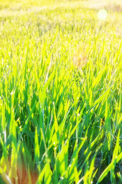 Close up of fresh thick grass with water drops in the early morning with sunbeams. — Stock Photo, Image