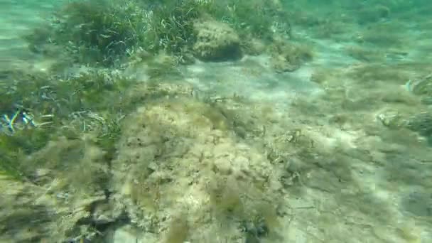 Búvárkodás, víz alatti alacsony vízben. — Stock videók