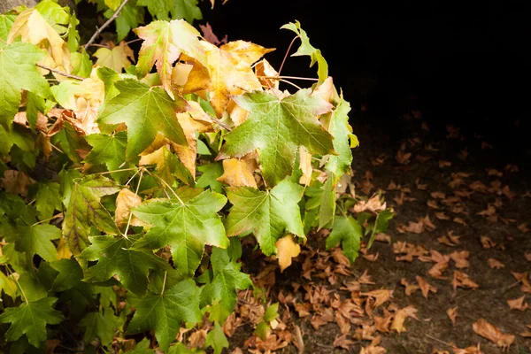 Début automne : les premières feuilles jaunissent . — Photo