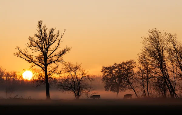 Solnedgång över kor i ett dimmigt fält — Stockfoto