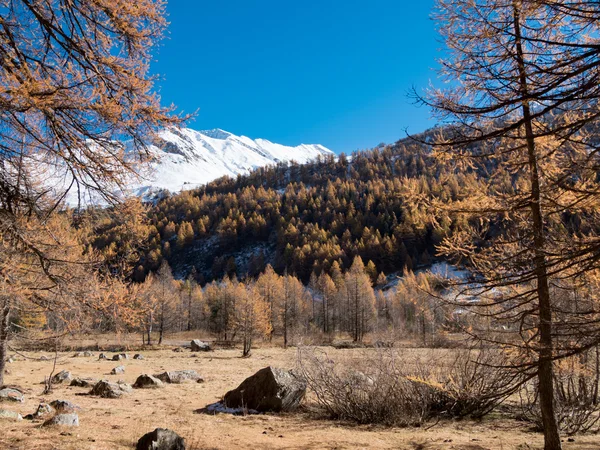 Lariks bos en besneeuwde berg in de herfst — Stockfoto