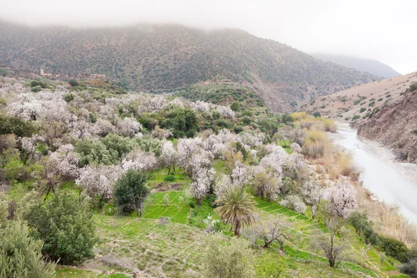 North african mountain valley in springtime.