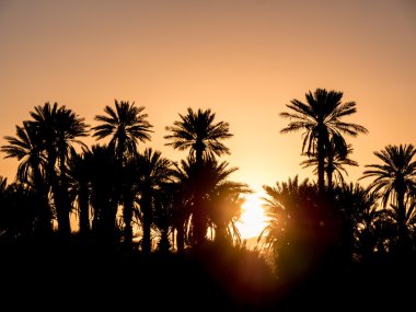 Çölde günbatımı üzerinde palmiye Silhouettes.
