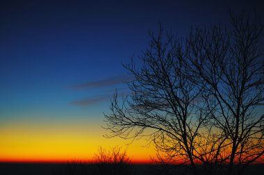 Sunrise adlı ağaçlarının Silhouettes