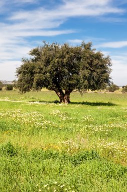 Argan ağacı yeşil bir alanda