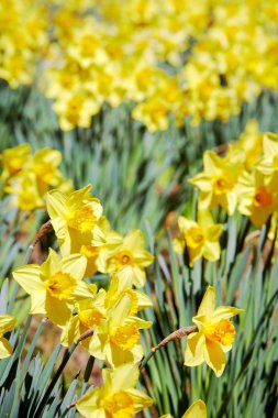 Toplu sarı nergis