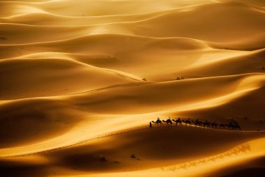 Camel caravan going through the sand dunes clipart