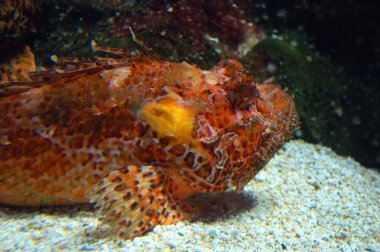 Scorfano Rosso balık